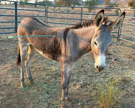 Burro Recovering After Latest Projectile Strike on Free-Roaming Asses in California